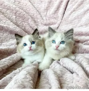 Süße Ragdoll-Kätzchen verfügbar