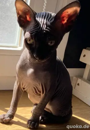 Sphynx Kitten