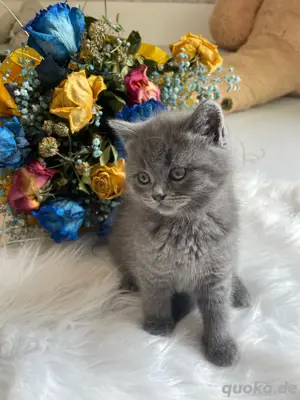 BKH Kitten
