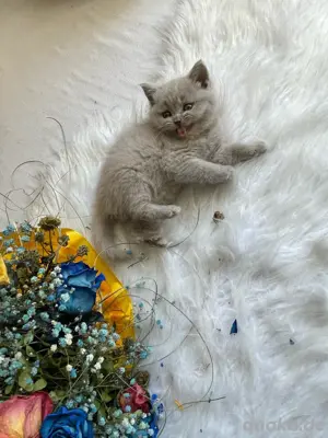 BKH Kitten