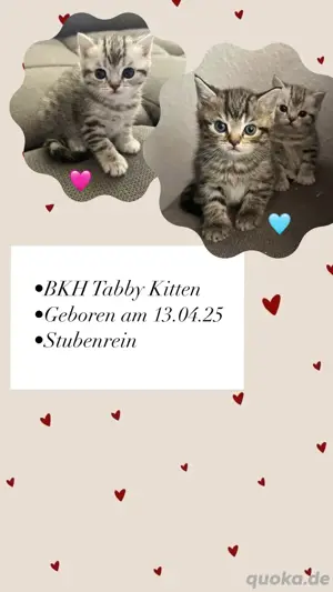 BKH Tabby Kitten 