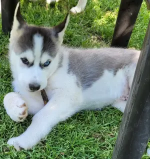 Rarität. Siberian Husky Rüde mit verschieden farbigen Augen sucht sein Zuhause