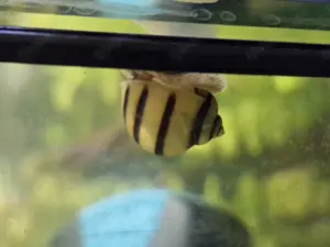 Zebra-Apfelschnecken (Asolene spixi) zu verkaufen Bild 3