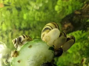 Zebra-Apfelschnecken (Asolene spixi) zu verkaufen Bild 4