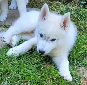 Siberian Husky Rüde. Wunderschöner Welpe sucht sein für immer Zuhause 