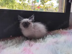 Siam Katze Kater