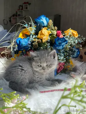 BKH Kitten
