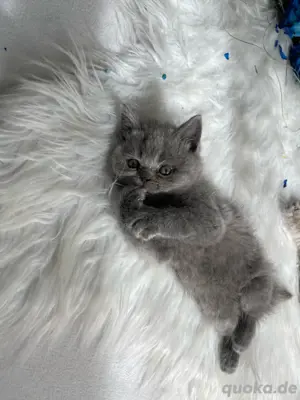 BKH baby katzen