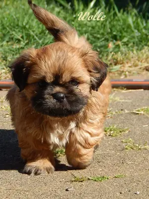 Shih Tzu Mix Welpen suchen liebevolles Zuhause Bild 2