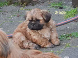 Shih Tzu Mix Welpen suchen liebevolles Zuhause Bild 3