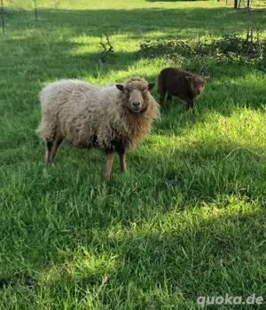 Ouessant Aue mit Auenlamm Zwergschaf Quessant