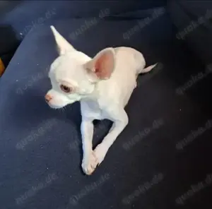 Chihuahua Hündin (Welpe)