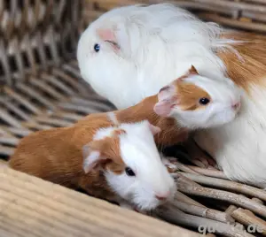 Meerschweinchen Familie sucht liebevolles Zuhause 