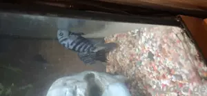 4 rotbundbarsche 6zebrabundbarsche 