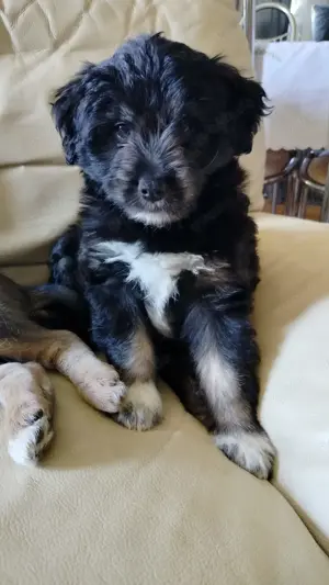 Havaneser Terrier Welpen Hundebabys