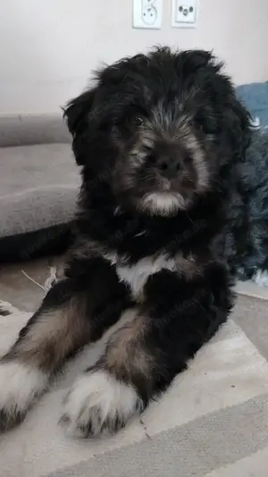 Terrier Welpe Hundebabys Bild 3