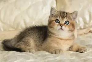 BKH Kitten   Kätzchen mit Stammbaum