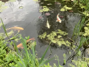 Koi Karpfen wegen Teichaufgabe abzugeben