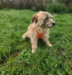 Alex sucht Hundeeltern  Bild 4
