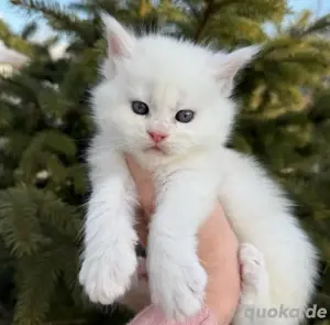 Maine-Coon-Kitten Bild 3