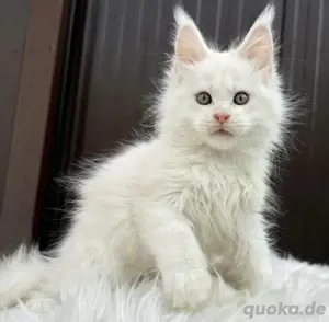 Maine-Coon-Kitten