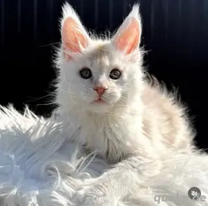 Maine-Coon-Kitten Bild 2