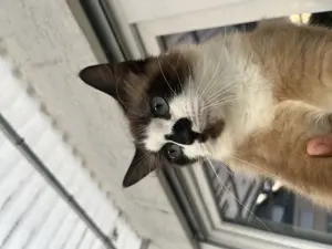 Liebevolle Ragdoll-Katze Mina sucht ein sicheres Zuhause 