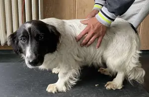 Hilda, PS in Ungarn, ist ein aufgeschlossenes, fröhliches und neugieriges Hundemädchen. Bild 7