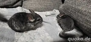 Toffee & Twix Baby Chinchilla Zwillinge (m)