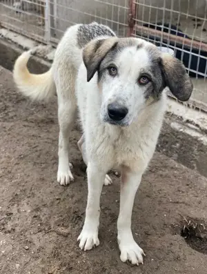 Aron, geb. ca. 02 2024, lebt in GRIECHENLAND, im städt. Tierheim Serres Bild 10