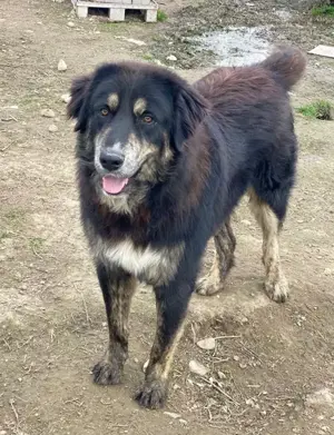 Bärli, geb. ca. 01 2024, lebt in GRIECHENLAND,im städt. Tierheim Serres Bild 10