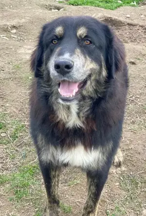 Bärli, geb. ca. 01 2024, lebt in GRIECHENLAND,im städt. Tierheim Serres Bild 9