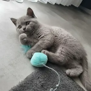 BKH kitten 10 Wochen alt