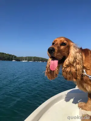 Fantastischer junger Rüde bietet seine  Dienste den Hundedamen an Bild 2