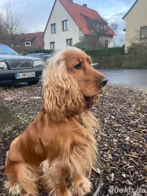 Fantastischer junger Rüde bietet seine  Dienste den Hundedamen an Bild 4