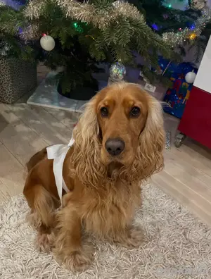 Fantastischer junger Rüde bietet seine  Dienste den Hundedamen an Bild 3