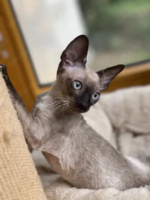 Reinrassige Cornish Rex Kitten von Saxonia Eleganz  Bild 4