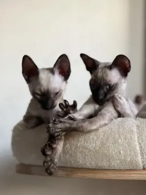 Cornish Rex Kätzchen von Saxonia Eleganz sofort abholbereit 