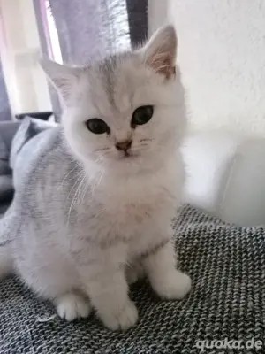 BKH Kitten