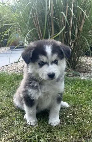 Wunderschöne Pomsky F3 Welpen mit blauen Augen 