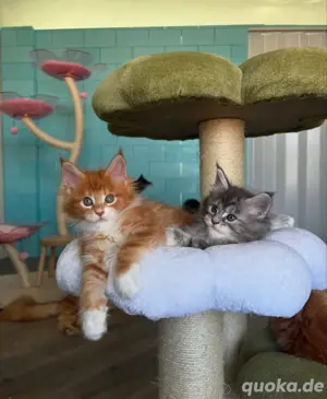 Maine-Coon-Kätzchen suchen Freunde fürs Leben