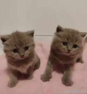 BKH Kitten 2 Mädchen 