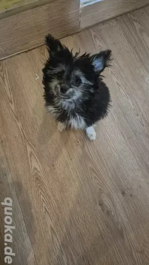 Chihuahua Welpe Männchen