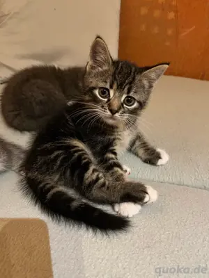 Persermix-Katzenbabys ein Kater ist noch zu vergeben