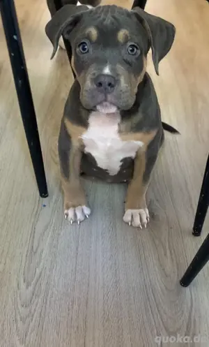 American Bully XL weibchen 