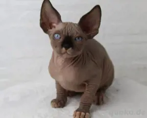 Entzückendes Sphynx-Kätzchen zu verkaufen