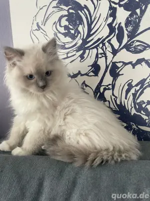Bildhübsche Ragdoll Kitten 