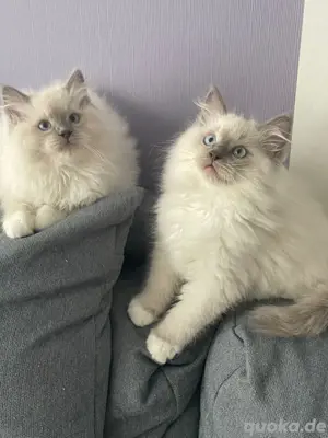 Bildhübsche Ragdoll Kitten   Abgabe bereit!!!