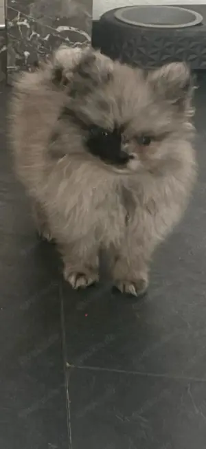 Zwergspitz Pomeranian