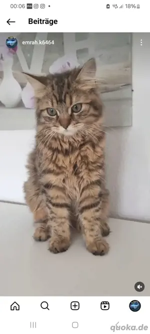 Türkische Angora mix Katze